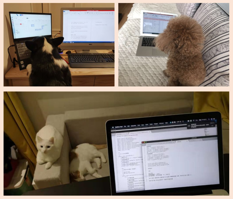 一家養(yǎng)老數(shù)字化公司的在家辦公之旅(圖4) 一家養(yǎng)老數(shù)字化公司的在家辦公之旅(圖4)